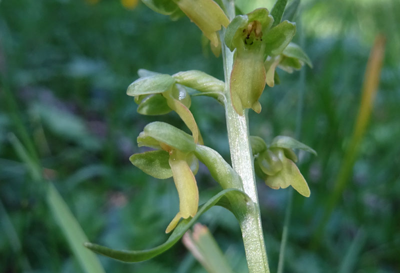 Coeloglossum viride..........Aldino (BZ)